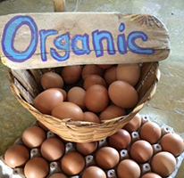 Organic Eggs